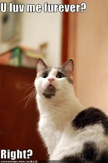 funny-pictures-cat-asks-if-you-l-1.jpg?t=1233999176