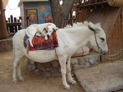 dog riding on horse