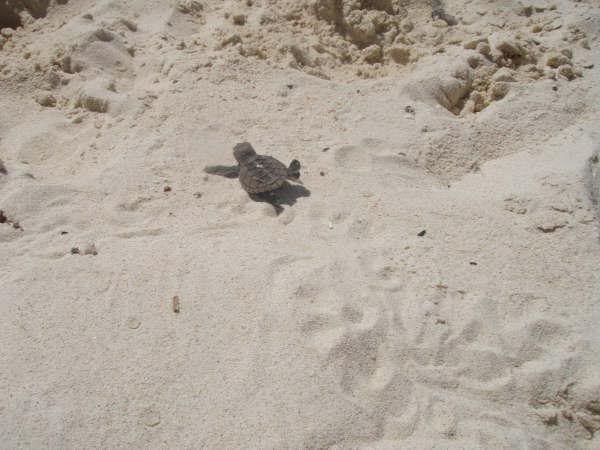 sea turtle dash