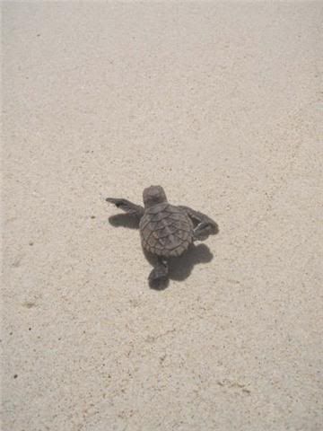 sandy cay sea turtle