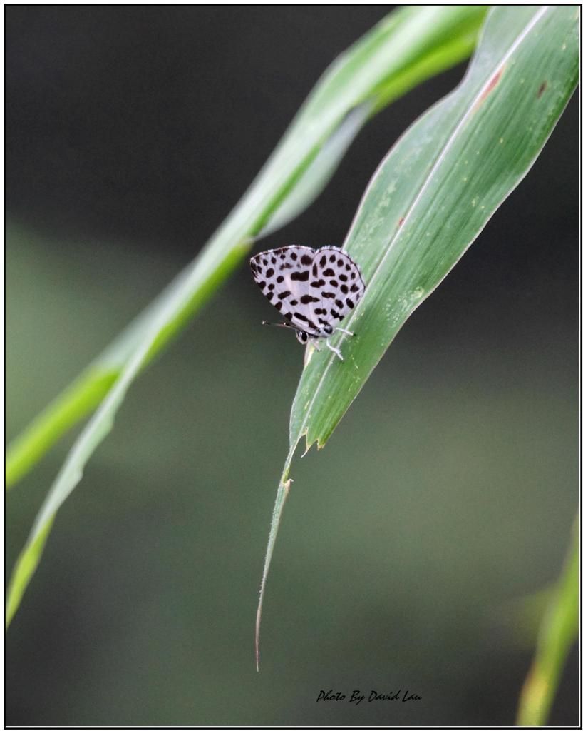  photo DSC01206_C.jpg