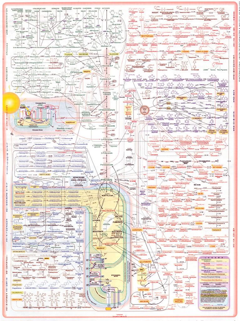 Iubmb Nicholson Metabolic Pathways Chart