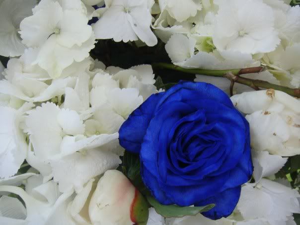 flowers photo: Blue rose WhiteBlueRoses2.jpg