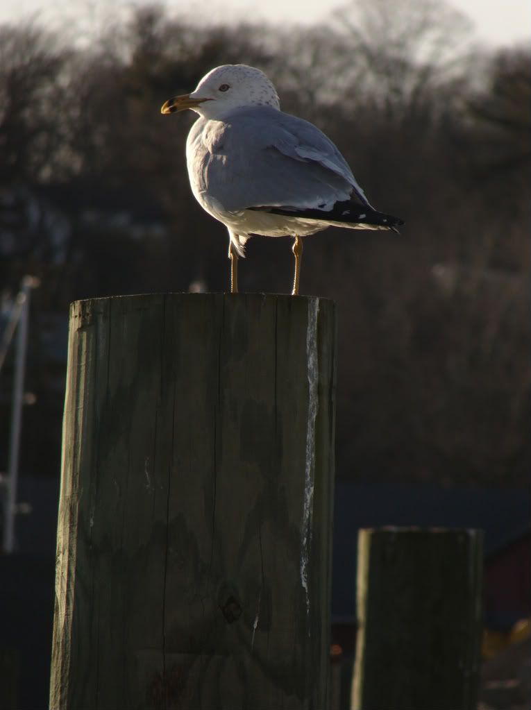 GoldenHour020-1.jpg picture by carly_halpin