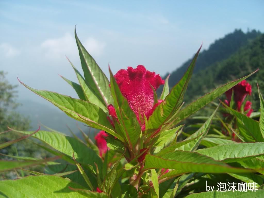 SNV84670.jpg picture by coffee0929