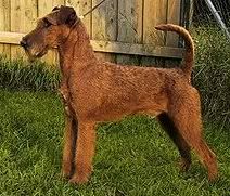 IrishTerrier.jpg