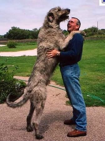 IrishWolfhound.jpg