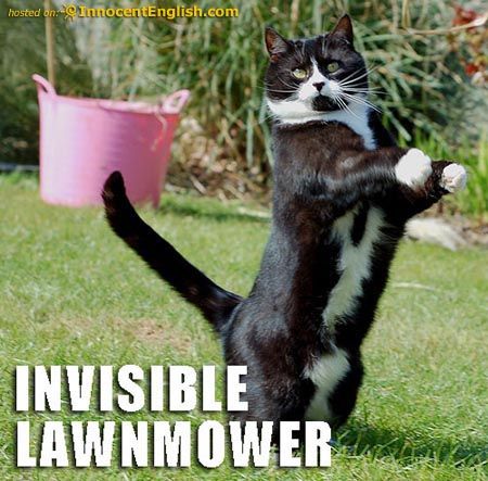 funny kitty. funny-kitty-invisible-