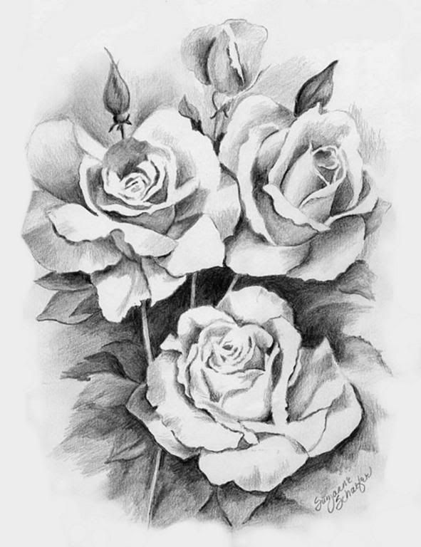 black and white pictures of roses. Floral-Roses
