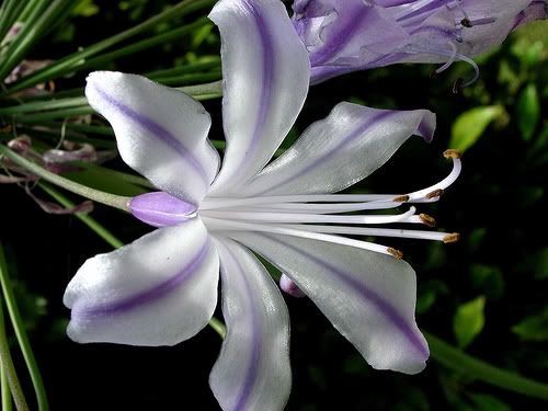 Flower-Purplestripe Pictures, Images and Photos