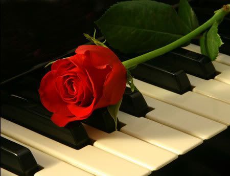 rose on a piano Pictures, Images and Photos