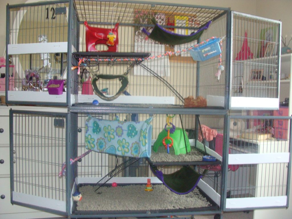 Ideal Setup for Rat Cage? (Changed setup 5/31/13) The Rat Shack