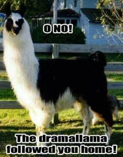 drama llama Pictures, Images and Photos