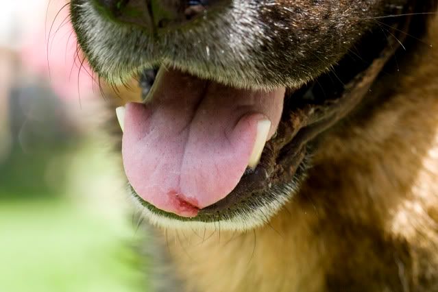 Ripped Tongue Working Dog Forums