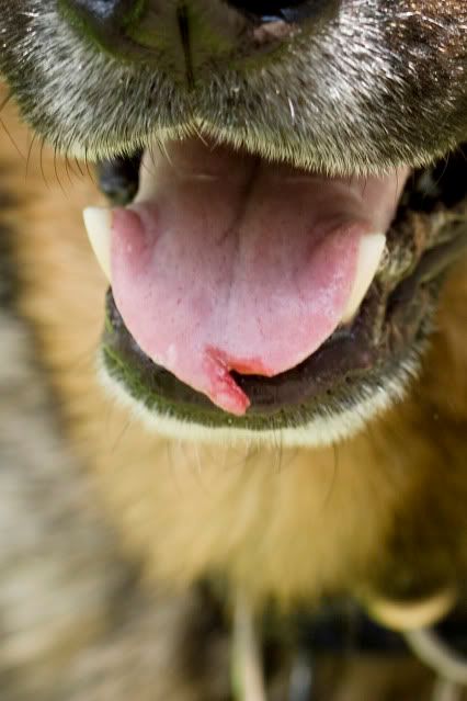 Ripped Tongue Working Dog Forums