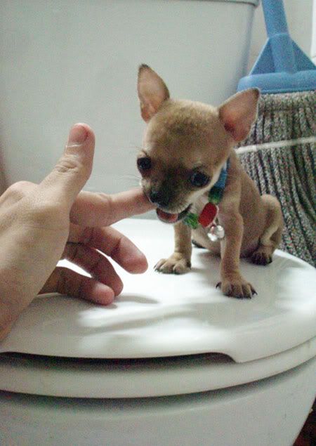 Chihuahua màu socola  2 tháng tuổi