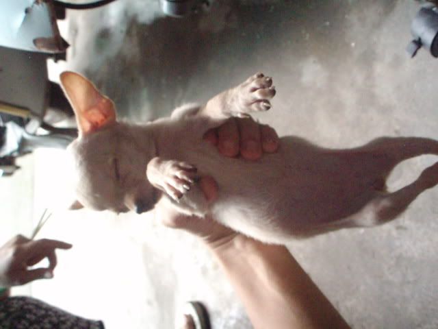 Chihuhua 2 tháng tuổi màu kem  mini size nè