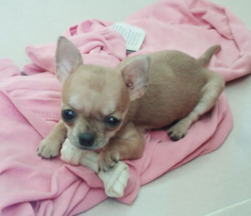 Chihuahua màu socola  2 tháng tuổi
