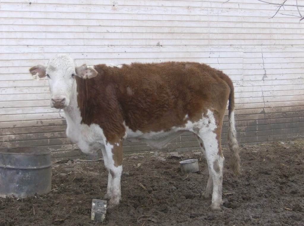 How soon before calving.... - Cattle