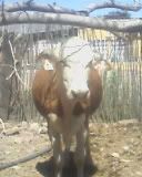 How soon before calving.... - Cattle