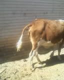 How soon before calving.... - Cattle