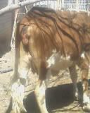 How soon before calving.... - Cattle