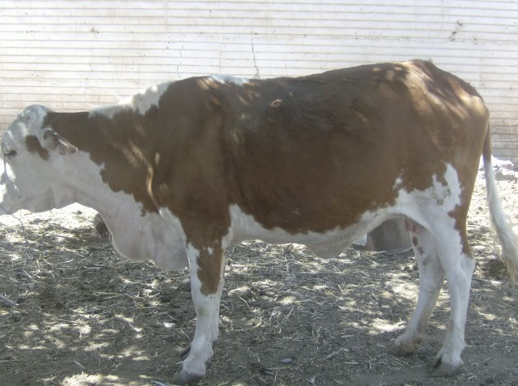 How soon before calving.... - Cattle