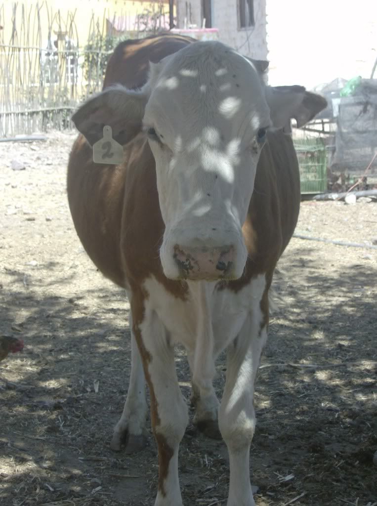 How soon before calving.... - Cattle