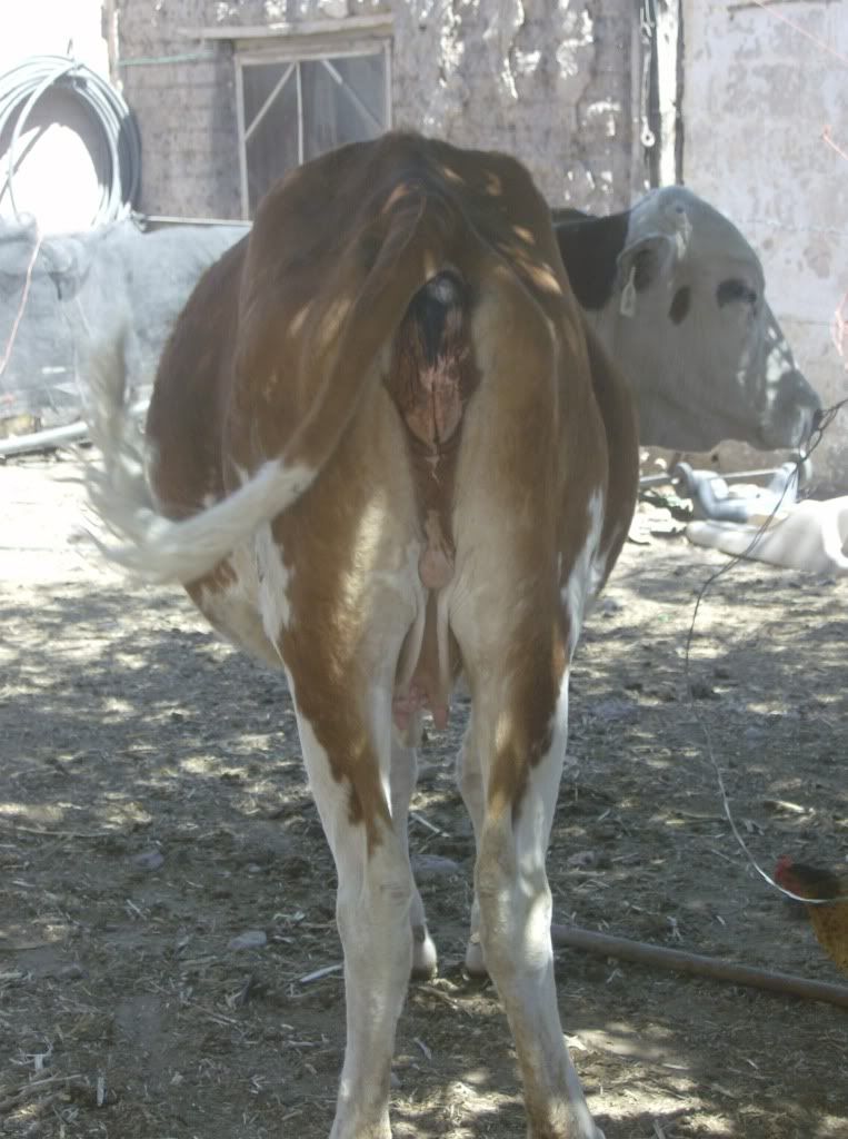 How soon before calving.... - Cattle