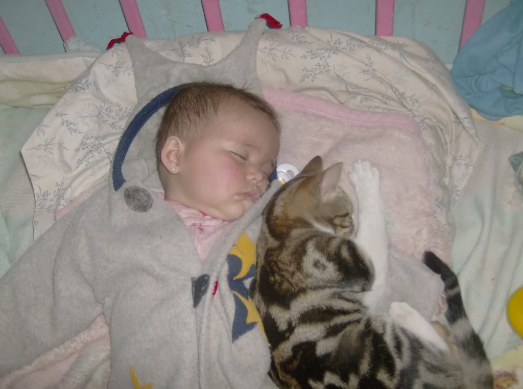 OK, Stop It!! - Goats