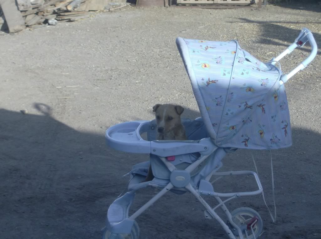 OK, Stop It!! - Goats