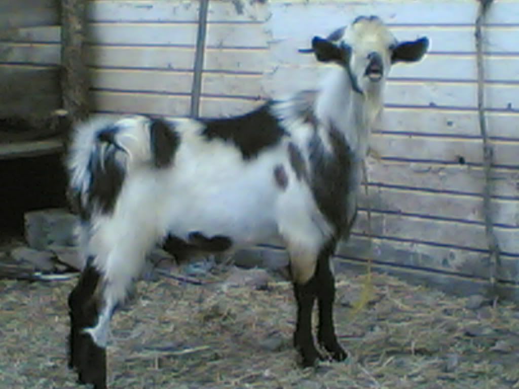 Post your "romeo" thread!!! - Goats