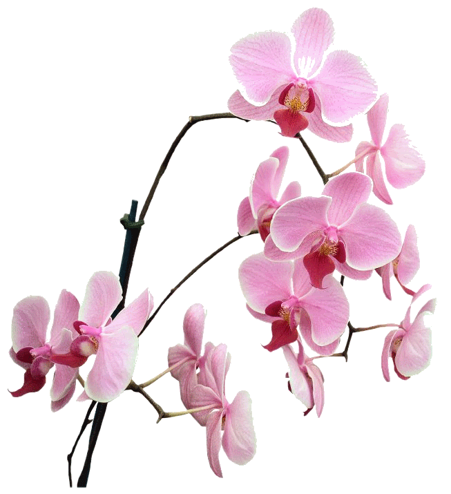 orchids Pictures, Images and Photos