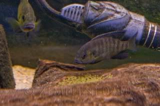 Tilapiaruwetispawn.jpg