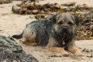 Rox-at-Culzean-beach.jpg