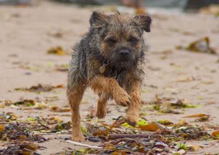 Rox-running.jpg
