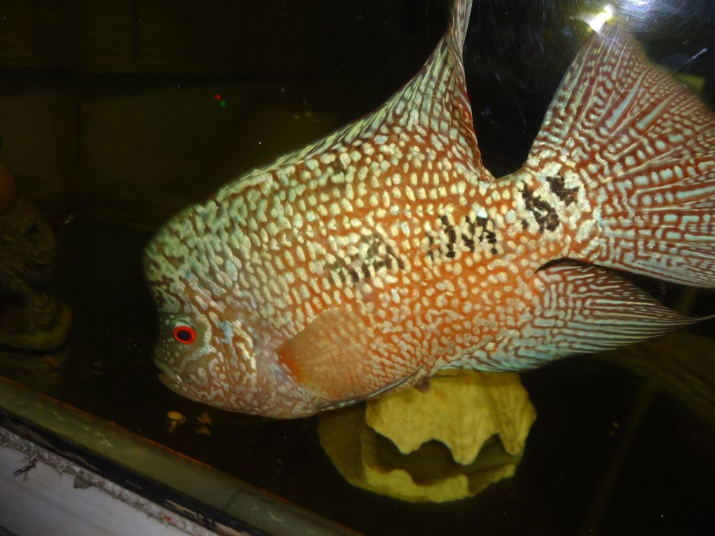 Gt Cichlid