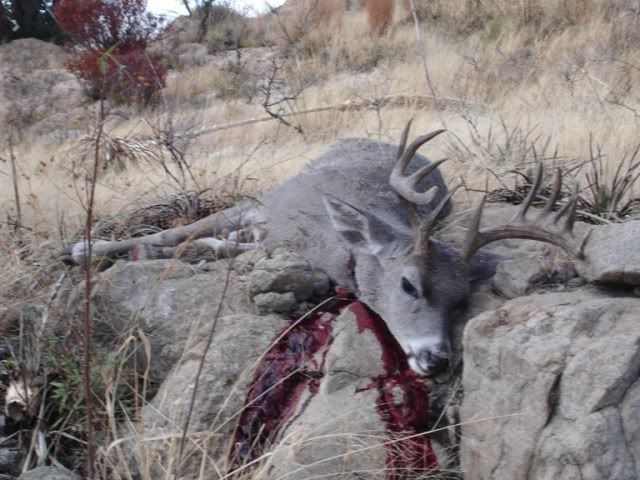 Coues2008001.jpg