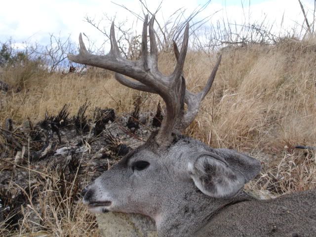 CouesDeerHunt022.jpg