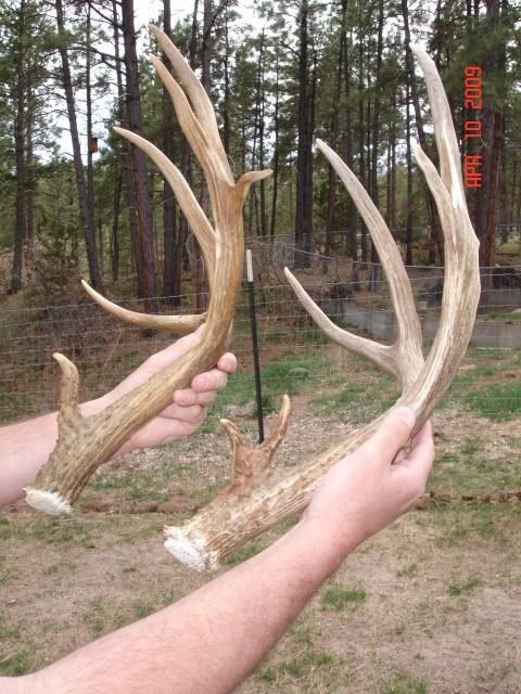 MuleDeerAntlers005.jpg