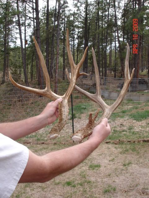 MuleDeerAntlers006.jpg