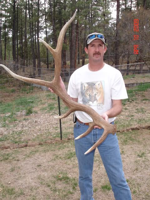 MuleDeerAntlers007.jpg