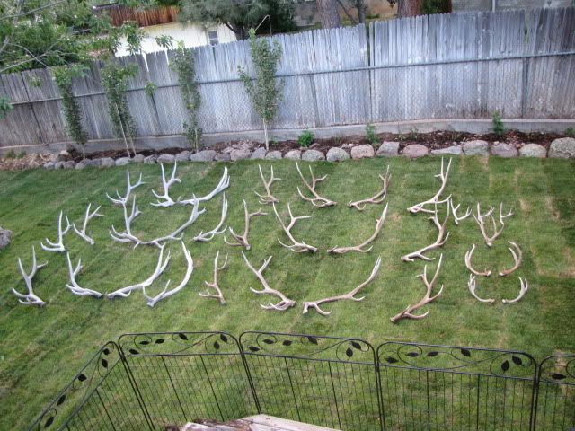 ShedAntlers2010Total001.jpg