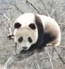 giant_panda_300_318.jpg