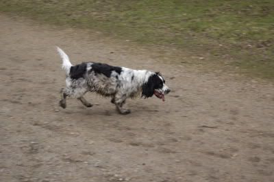 _DSC0184Dog2.jpg